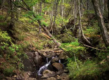Sur les chemins du mont Apoi à Hokkaido Sur les chemins du mont Apoi à Hokkaido