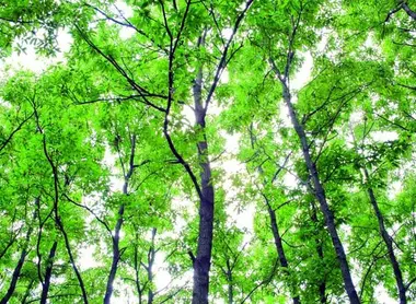 The forests of the Kunisaki peninsula The forests of the Kunisaki peninsula