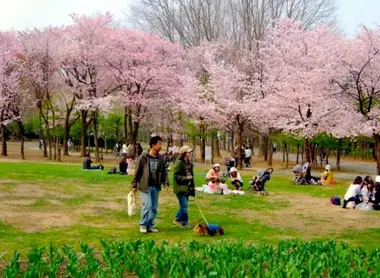 Cerisiers en fleurs dans le parc Maruyama
