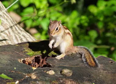 Ecureuil du parc Maruyama