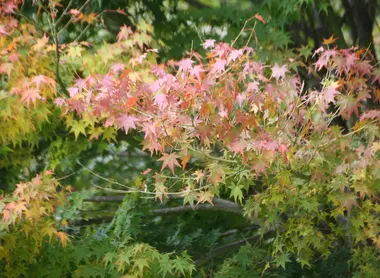Kôyô dans les gorges de Kankakei.