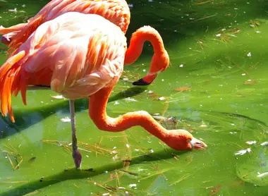 flamants roses flamants roses