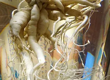 ginseng