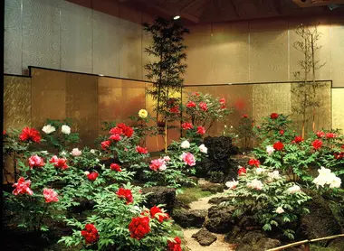 yuushien-serre-pivoines