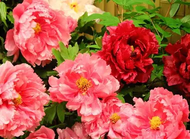 pivoines-yuushien-matsue