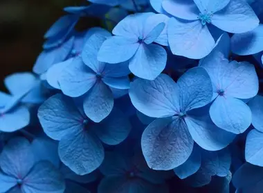hortensias hortensias