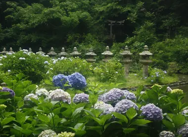 hortensias-gessho-ji hortensias-gessho-ji