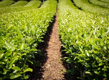 Détail champs de thé vert de Wazuka