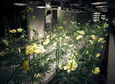Sur 9 niveaux, 200 espèces de fruits et légumes poussent au milieu des espaces de travail aménagés