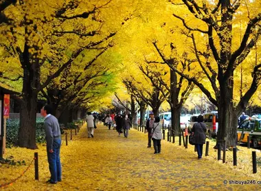 Automne Aoyama Automne Aoyama