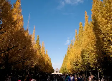 Les arbres de Meiji-jingu Les arbres de Meiji-jingu