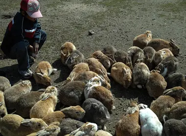 Les lapins de Okunoshima Les lapins de Okunoshima