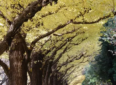 Le jardin Meiji jingu à Tokyo Le jardin Meiji jingu à Tokyo