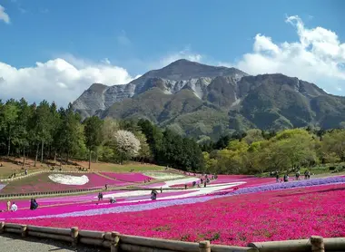 shibazakura-parc-hitsujiyama