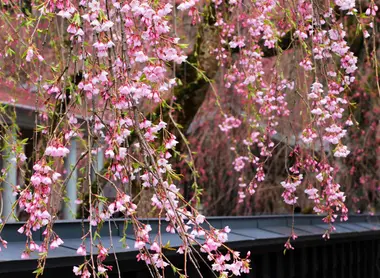 Cerisiers pleureurs de Kakunodate