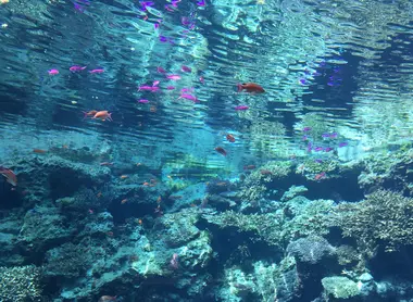 Aquarium Churaumi Aquarium Churaumi