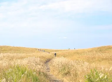 Champ de pampas à Soni, Nara