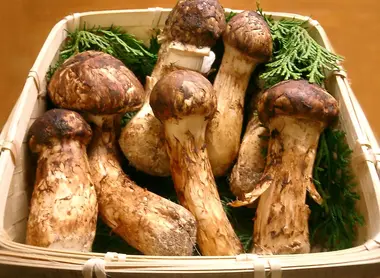 Matsutake mushrooms