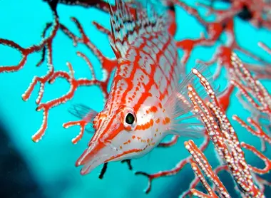 Poisson coloré Poisson coloré