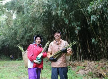 cueillette_bambous_takeshima