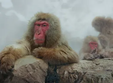 Les singes de Jigokudani Les singes de Jigokudani