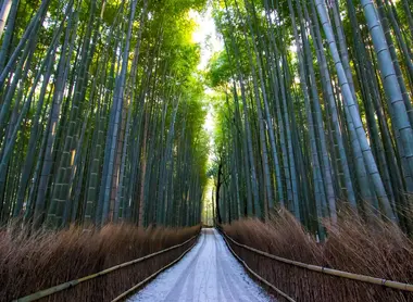 Bambouseraie d'Arashiyama en hiver Bambouseraie d'Arashiyama en hiver