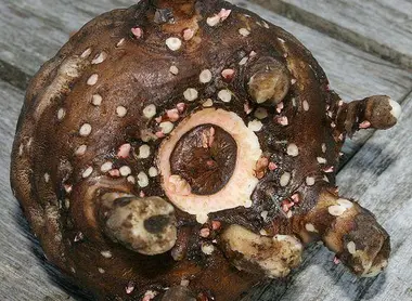 Le rhizome du konjac