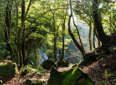 chemin_obinzu_shiraito