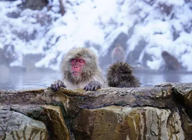 Singes du parc Jigokudani Singes du parc Jigokudani