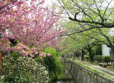Les cerisiers du chemin de la philosophie au printemps Les cerisiers du chemin de la philosophie au printemps