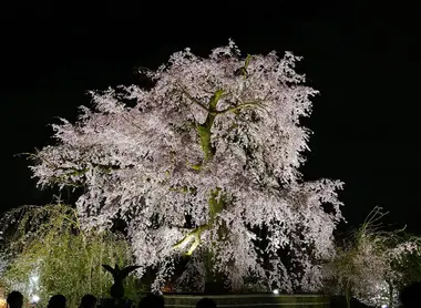 The magnificent cherry tree in Maruyama Park