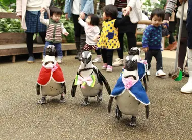 Pingouins vogel park