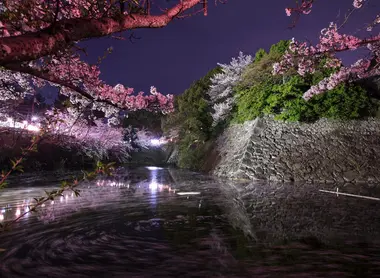 The cherry blossom festival at Koriyama castle in Nara