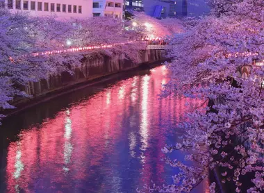 Lanterns illuminating the cherry trees along the Meguro River, Tokyo Lanterns illuminating the cherry trees along the Meguro River, Tokyo