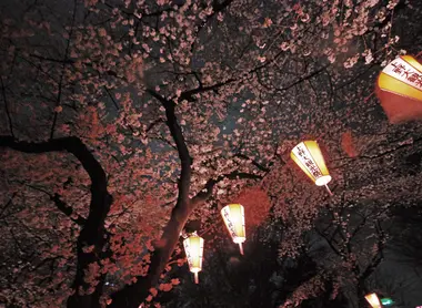 Cerisiers et lanternes au parc d'Ueno