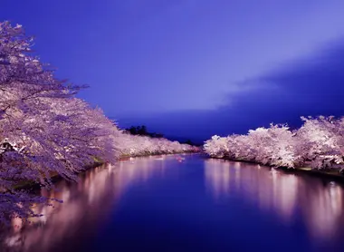 Sakura illuminés dans le parc de Hirosaki