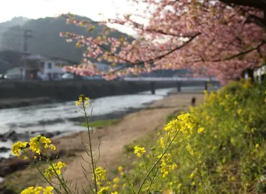 Colza et cerisiers sur la rivière Kawazu
