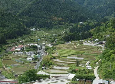 Les rizières de Kamikatsu