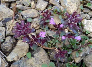 Fleurs des montagnes