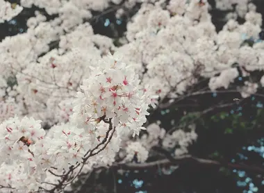 Une branche de sakura Une branche de sakura