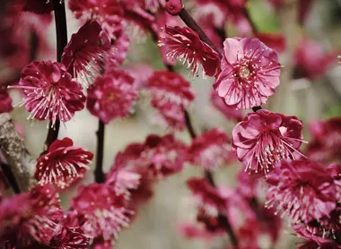 Fleurs de prunier Fleurs de prunier