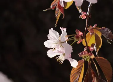 Quelles différences entre ces cerisiers à fleur ? – La Bambouseraie de Paris