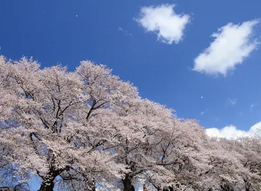 Cerisiers au pic de floraison