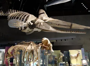 Galeries des dinosaures Galeries des dinosaures