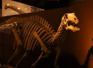 dinosaure squelette dinosaure squelette