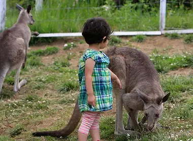 Un enfant se balade avec les kangourous