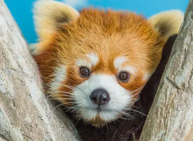 Le très populaire panda roux