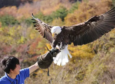 Le spectacle des oiseaux