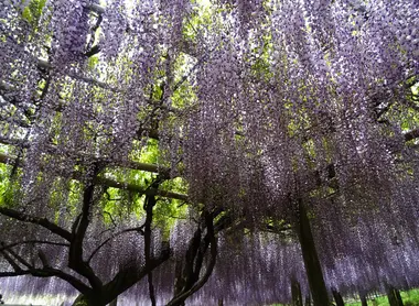 Kawachi wisteria garden Kawachi wisteria garden