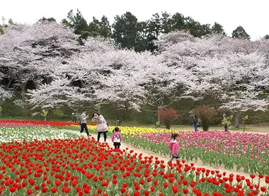 Hamamatsu Flower Park Hamamatsu Flower Park